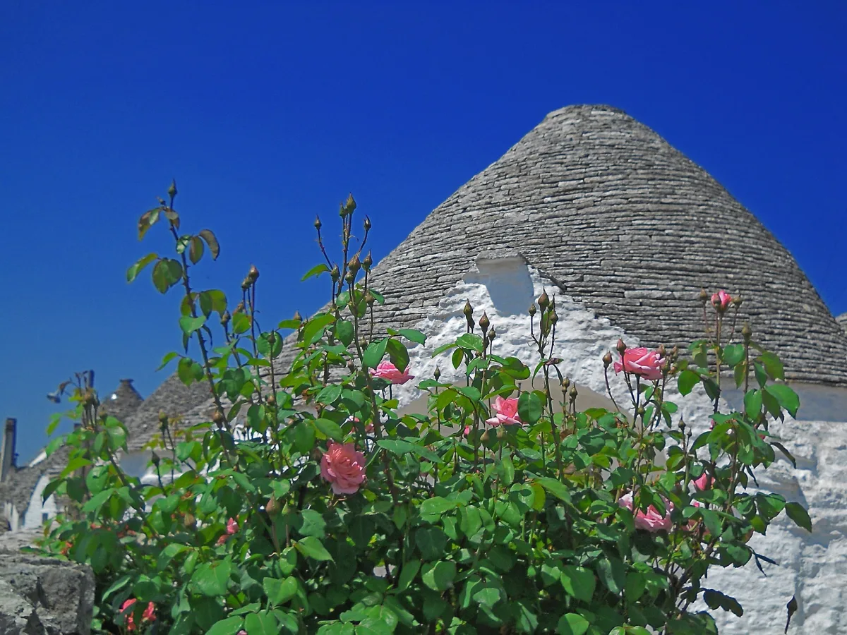 Sentieri nel Bosco Selva di Alberobello: guida escursionistica 2026